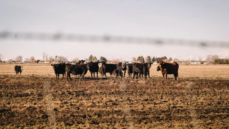 PROAGRO: Como Funciona o Seguro Agricola do Governo Federal - Seguro Agricola no Brasil: Como Funciona e Quanto Custa