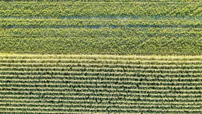 Seguro Agricola por Cultura: Soja, Milho, Cafe e Mais