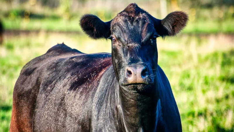 Seguro de Benfeitorias Rurais: Armazens, Currais e Estruturas - Principais Riscos Cobertos pelo Seguro Agricola