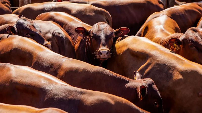 Seguro de Maquinas Agricolas: Tratores, Colheitadeiras e Mais - Como Acionar o Seguro Agricola: Passo a Passo
