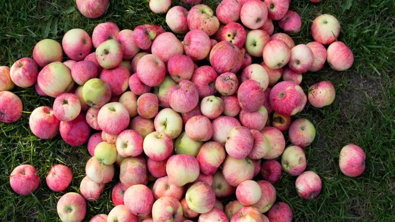 Seguro Pecuario: Como Proteger Seu Rebanho Bovino e Equino - PROAGRO vs Seguro Privado: Qual Escolher