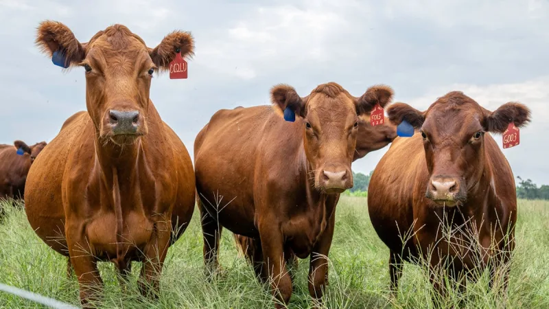 Seguro Pecuario: Como Proteger Seu Rebanho Bovino e Equino - Subvencao Federal: Como Pagar Ate 45% Menos no Seguro Rural
