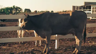 Seguro Pecuario: Como Proteger Seu Rebanho Bovino e Equino