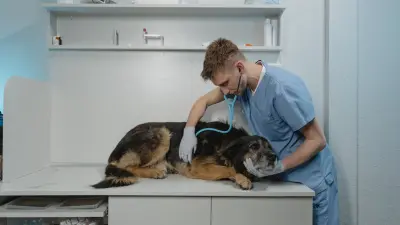 Seguro Pet: Plano de Saude e Protecao para seu Animal