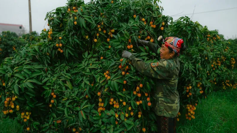 Seguro de Producao Agropecuaria: Garanta Sua Receita - Seguro Agricola no Brasil: Como Funciona e Quanto Custa