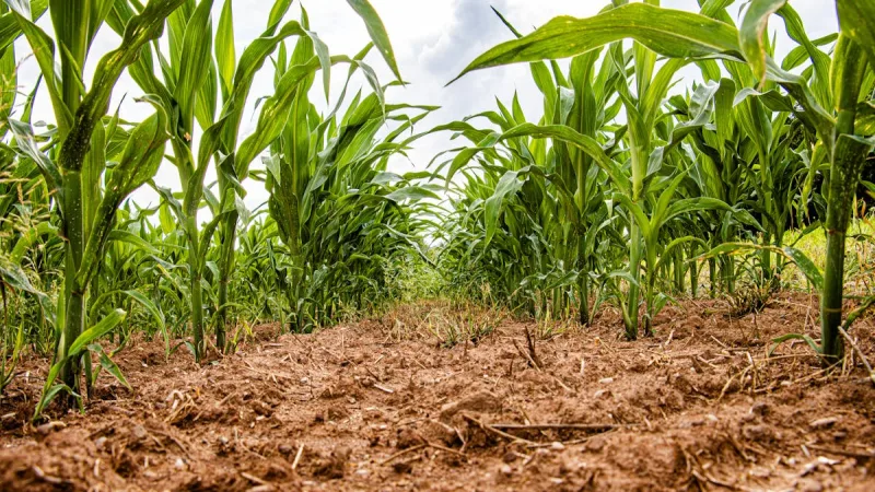 Seguro Safra: Protecao para a Agricultura Familiar no Semiarido - Seguro Agricola no Brasil: Como Funciona e Quanto Custa