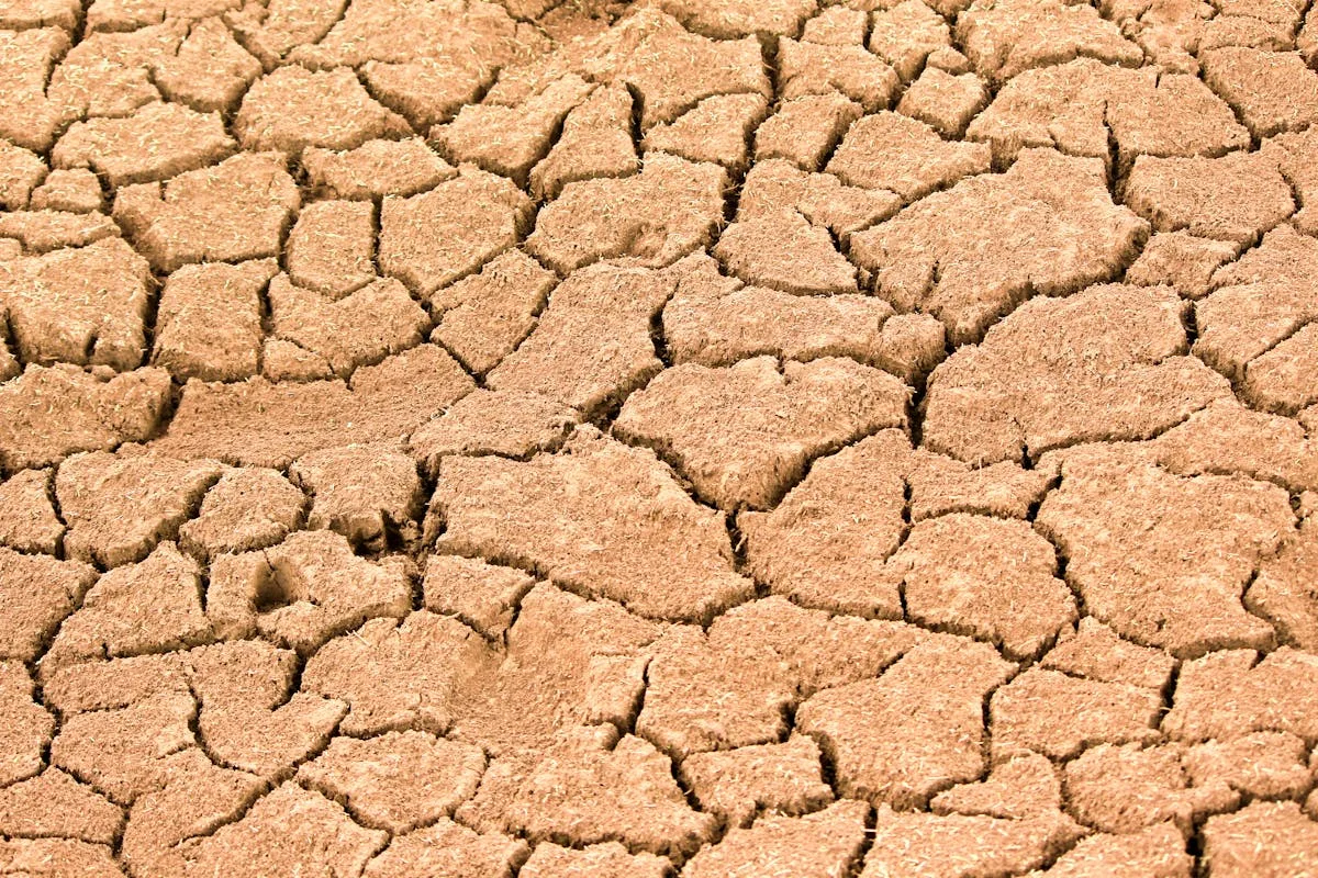 Depoimento sobre Seguro Agrícola