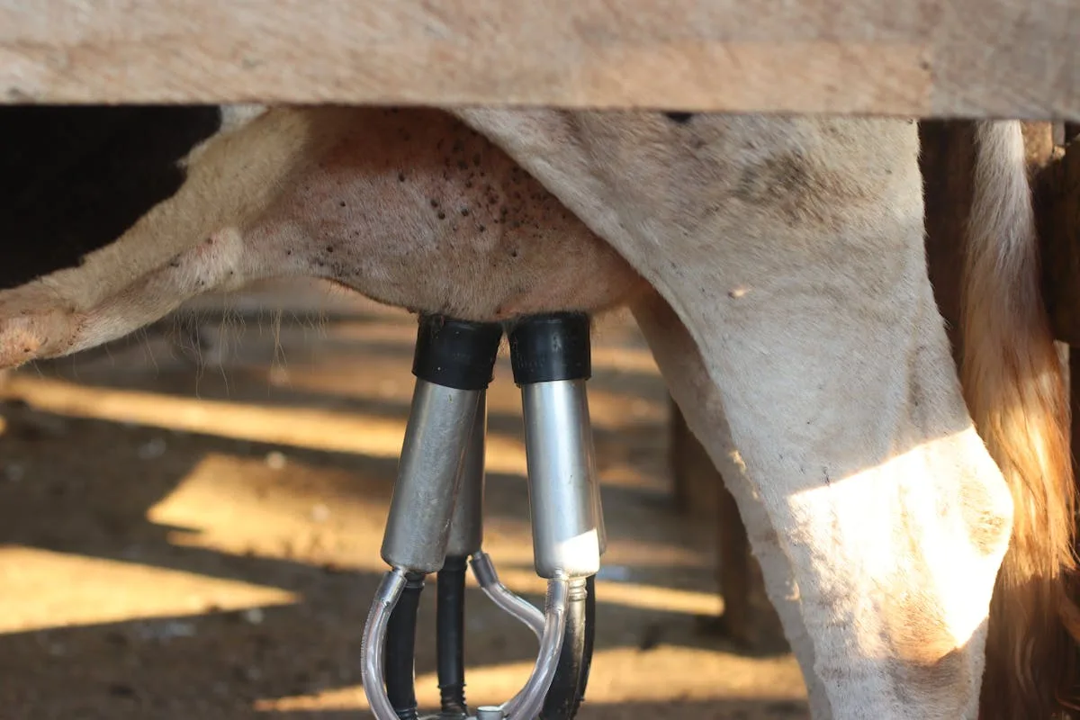 Seguro Pecuário - numeros e resultados