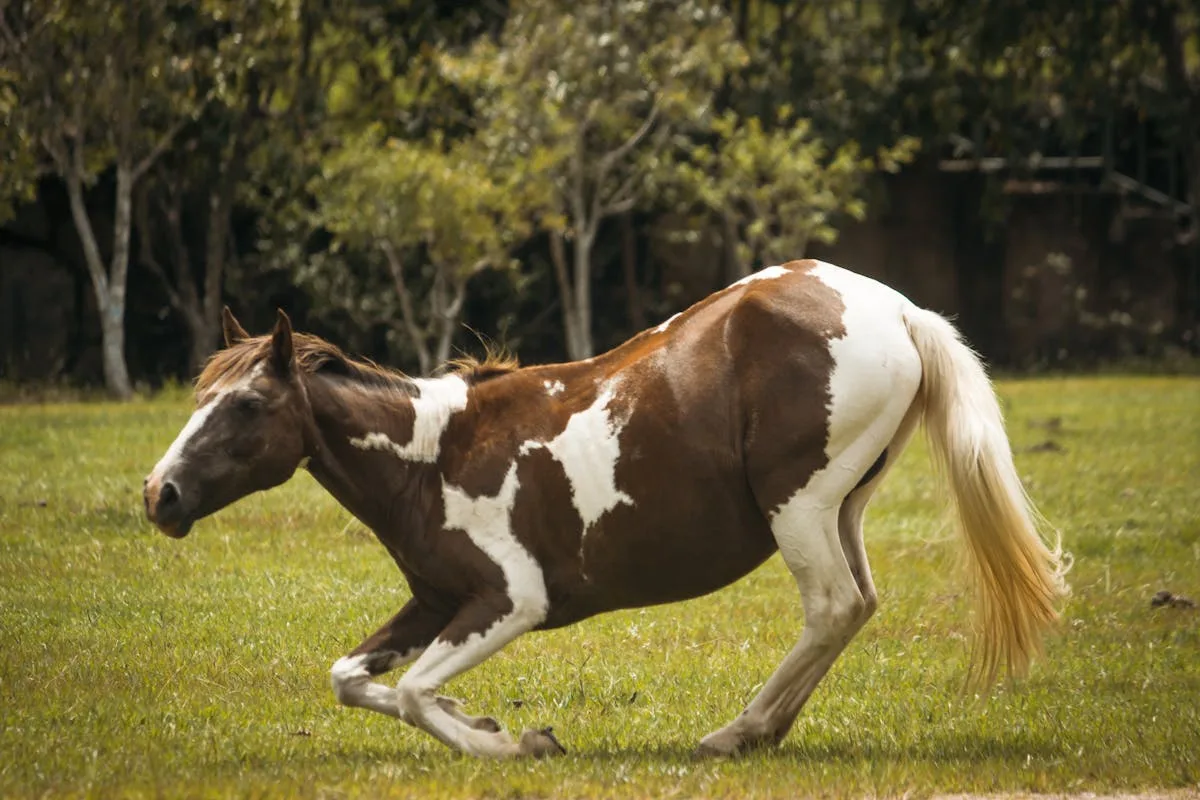Depoimento sobre Seguro Pecuário